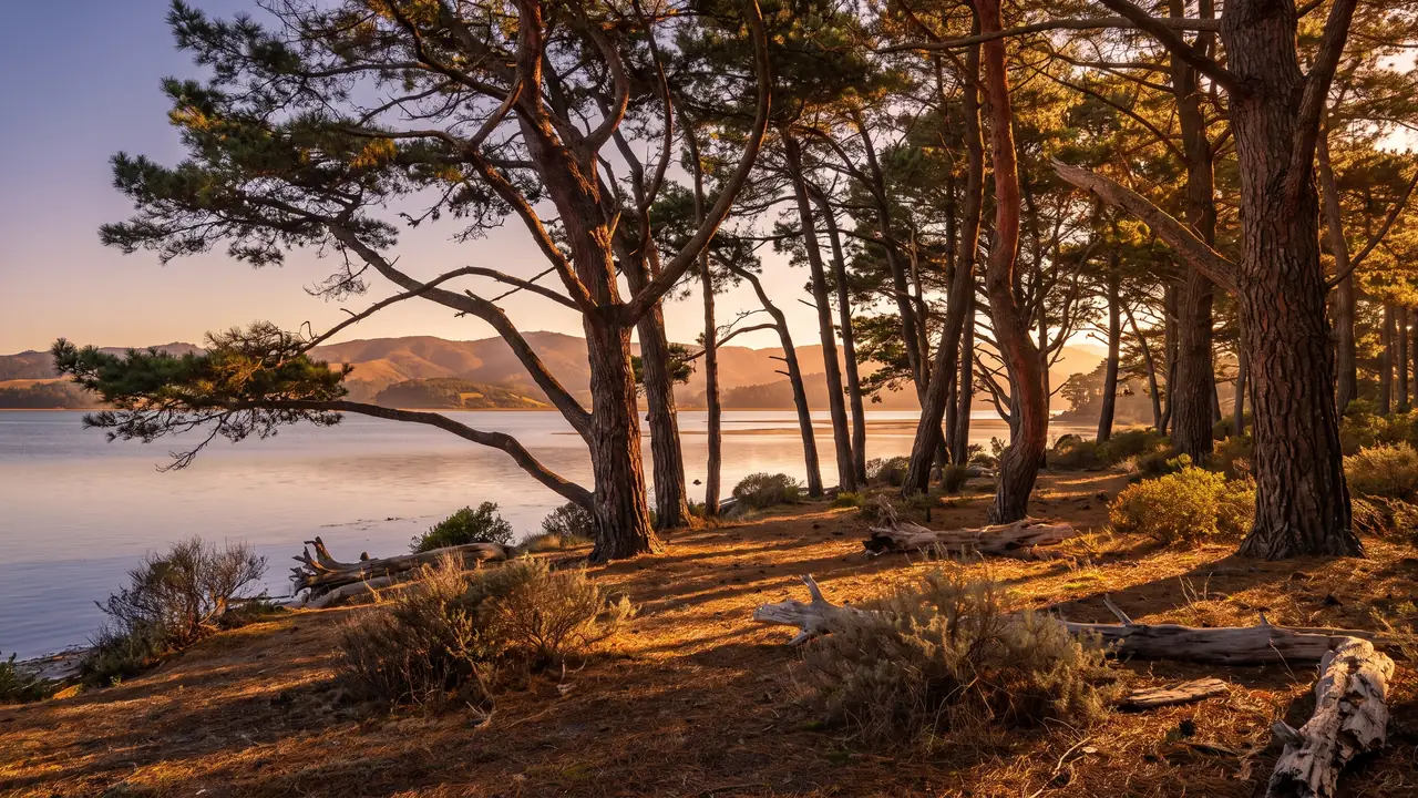 Pins maritimes du bois du Bétey rejoignant le bord du Bassin d'Arcachon à Andernos, lumière chaude tamisée entre les troncs