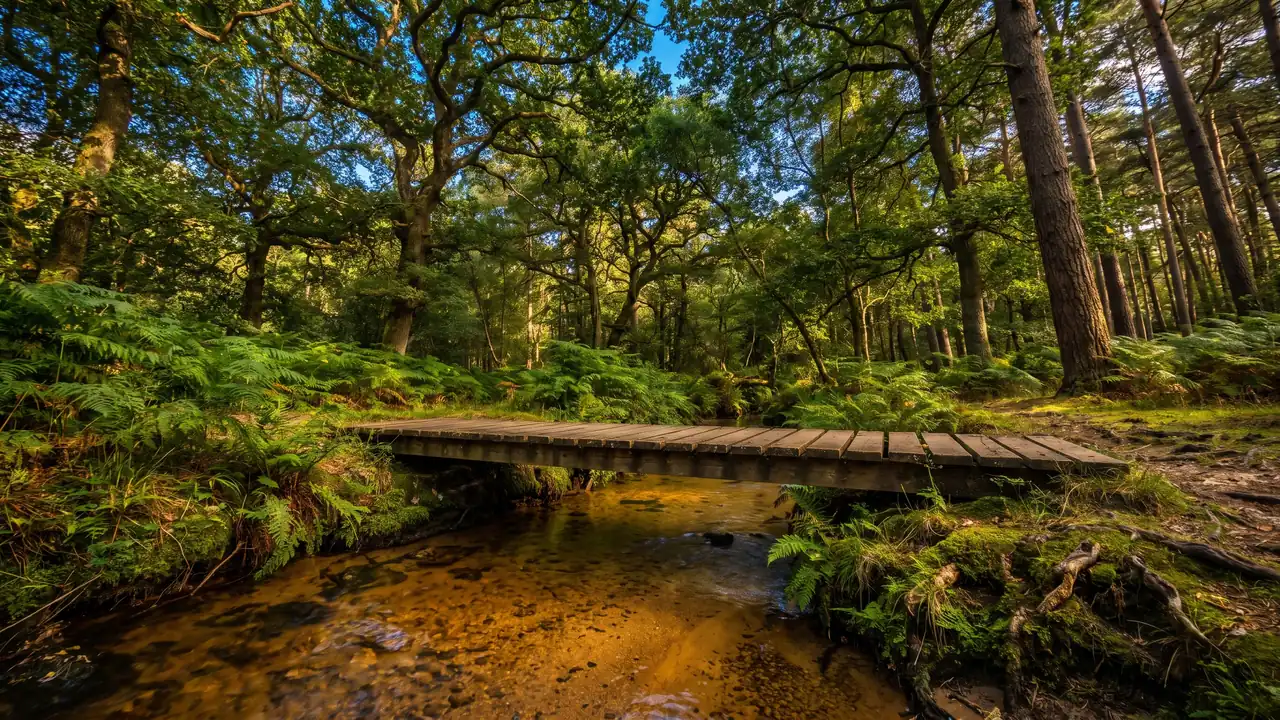 Une passerelle de planches enjambant un petit ruisseau ambré sous la forêt-galerie, fougères et mousses