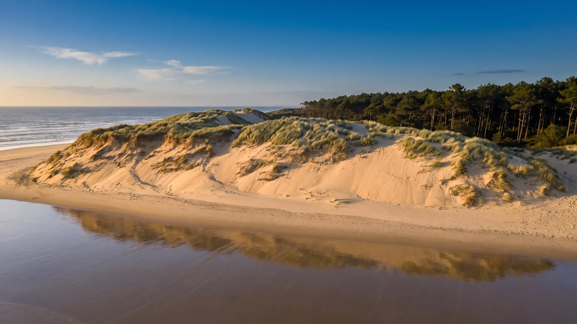 Une haute dune littorale aux oyats argentés dominant l'océan, pins maritimes derrière la crête