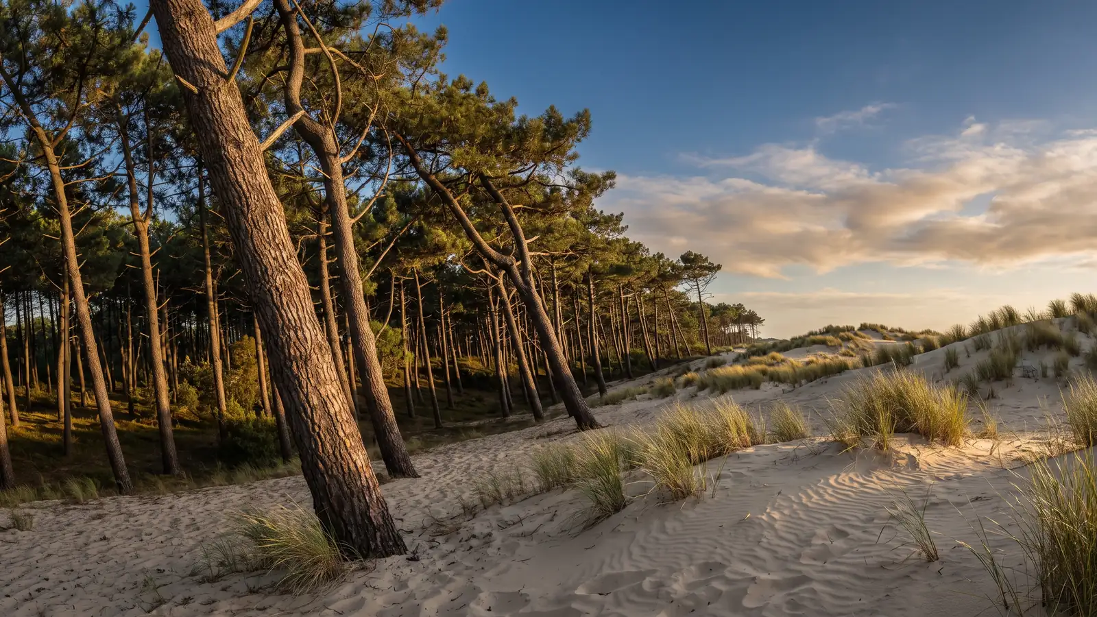 La lisière où les pins maritimes sculptés par le vent rejoignent les dunes de sable pâle, oyats au premier plan