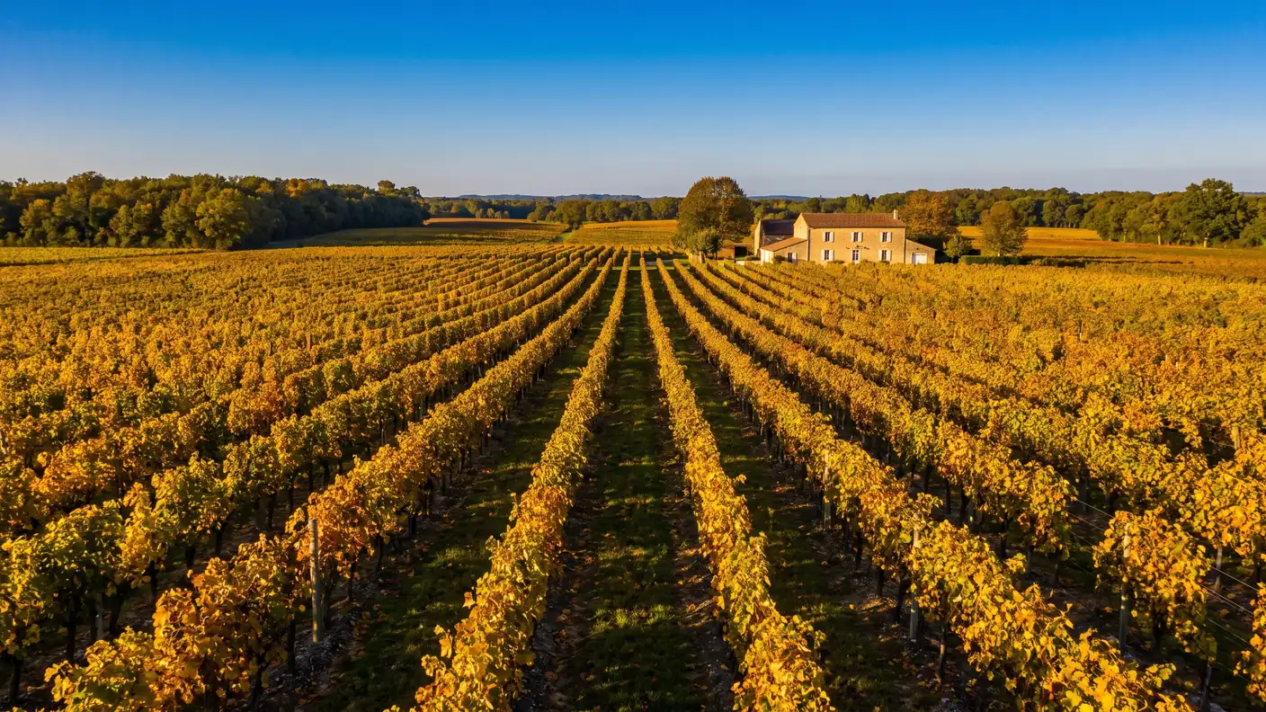 Les vignes d'automne du pays du cognac, sur la route de Brossac
