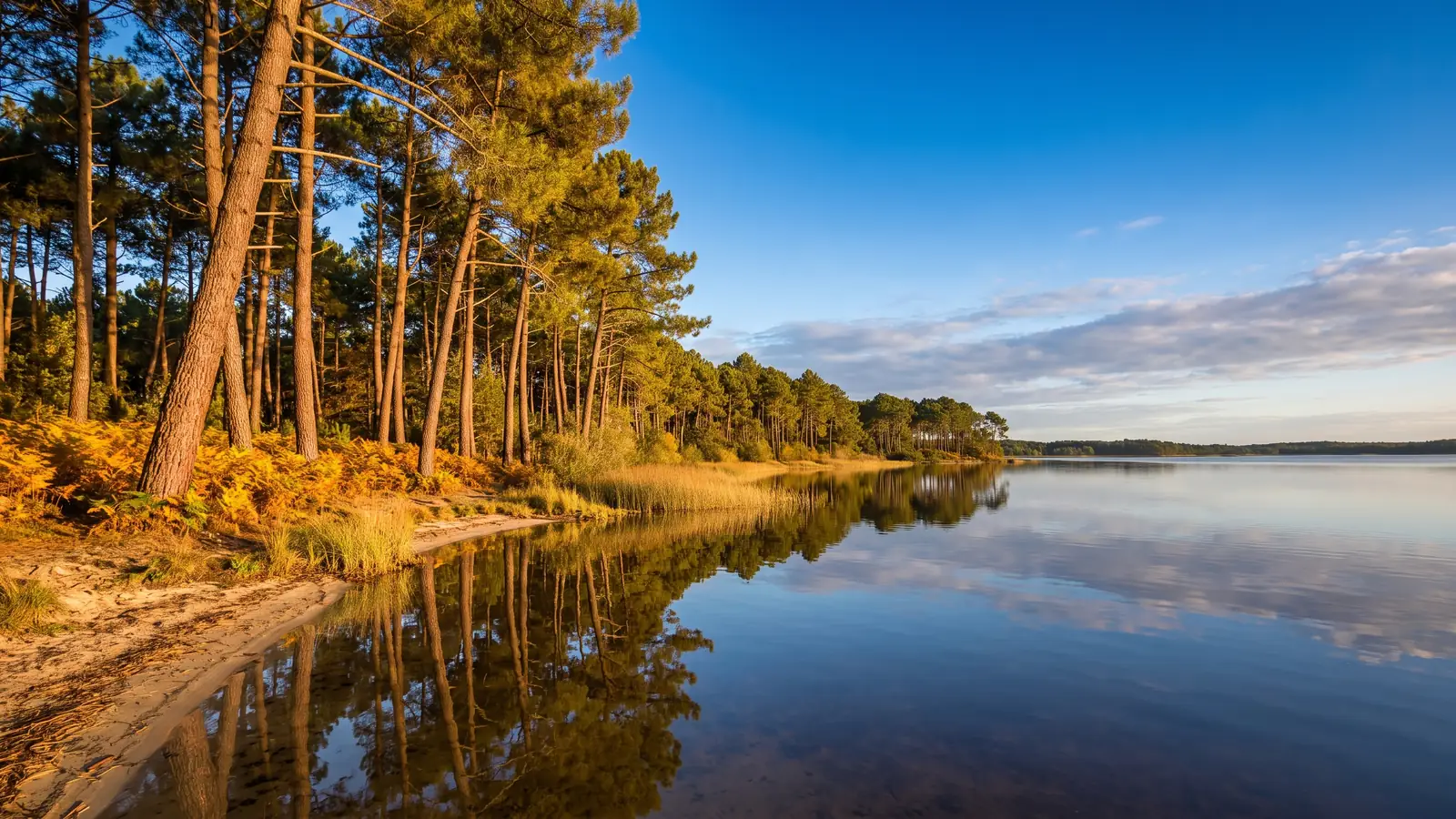 La forêt de pins maritimes rejoignant la rive calme du lac de Cazaux-Sanguinet, près du Camping Club Navarrosse Plage