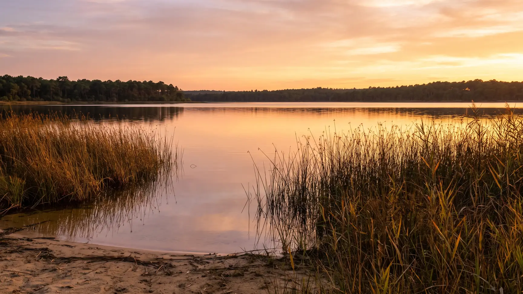 Les roseaux au bord du lac de Cazaux-Sanguinet au coucher du soleil, près du Camping Club Navarrosse Plage