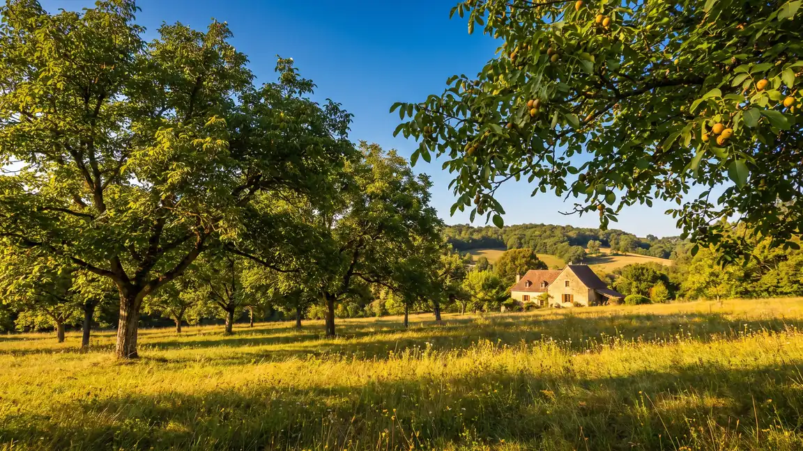 Noyeraie du Périgord noir près de Sarlat et du camping La Palombière
