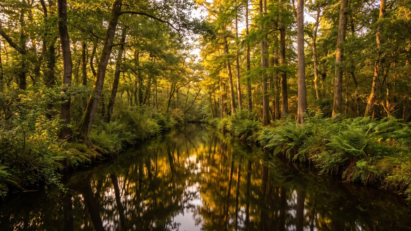 Courant d'Huchet traversant la forêt-galerie landaise