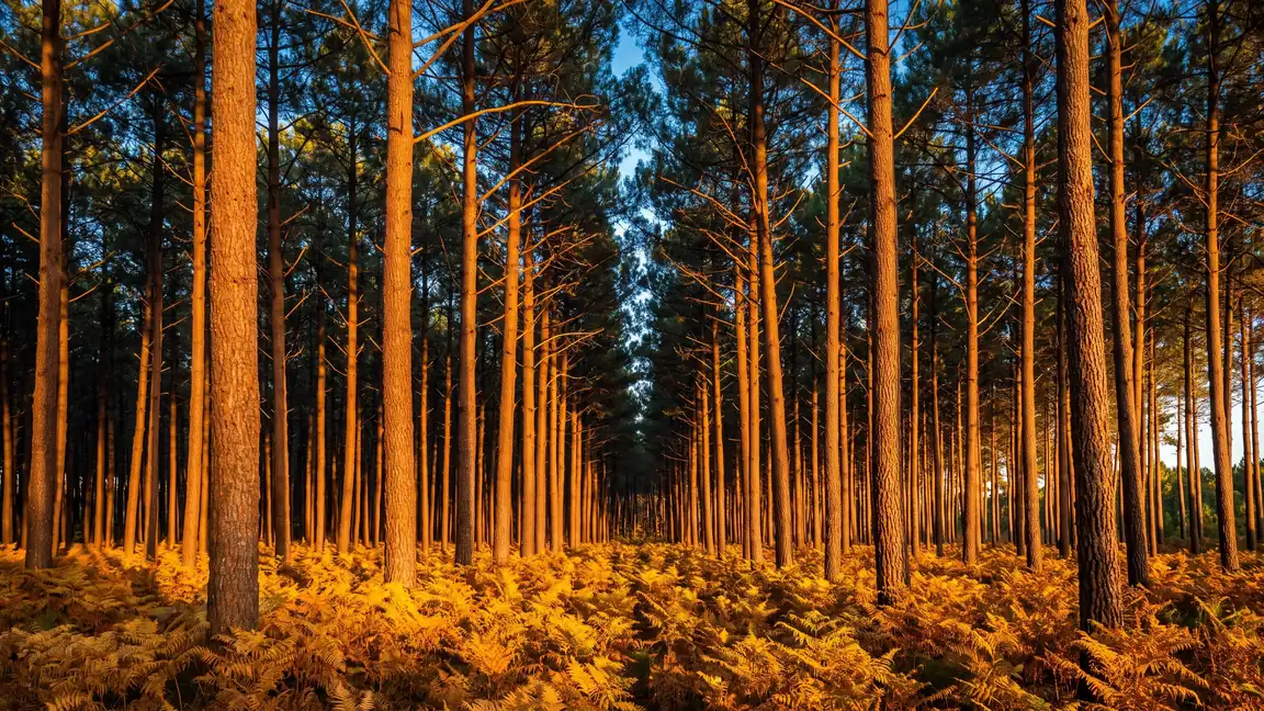 La forêt de pins maritimes des Landes de Gascogne près de Lit-et-Mixe, près du camping Les Vignes