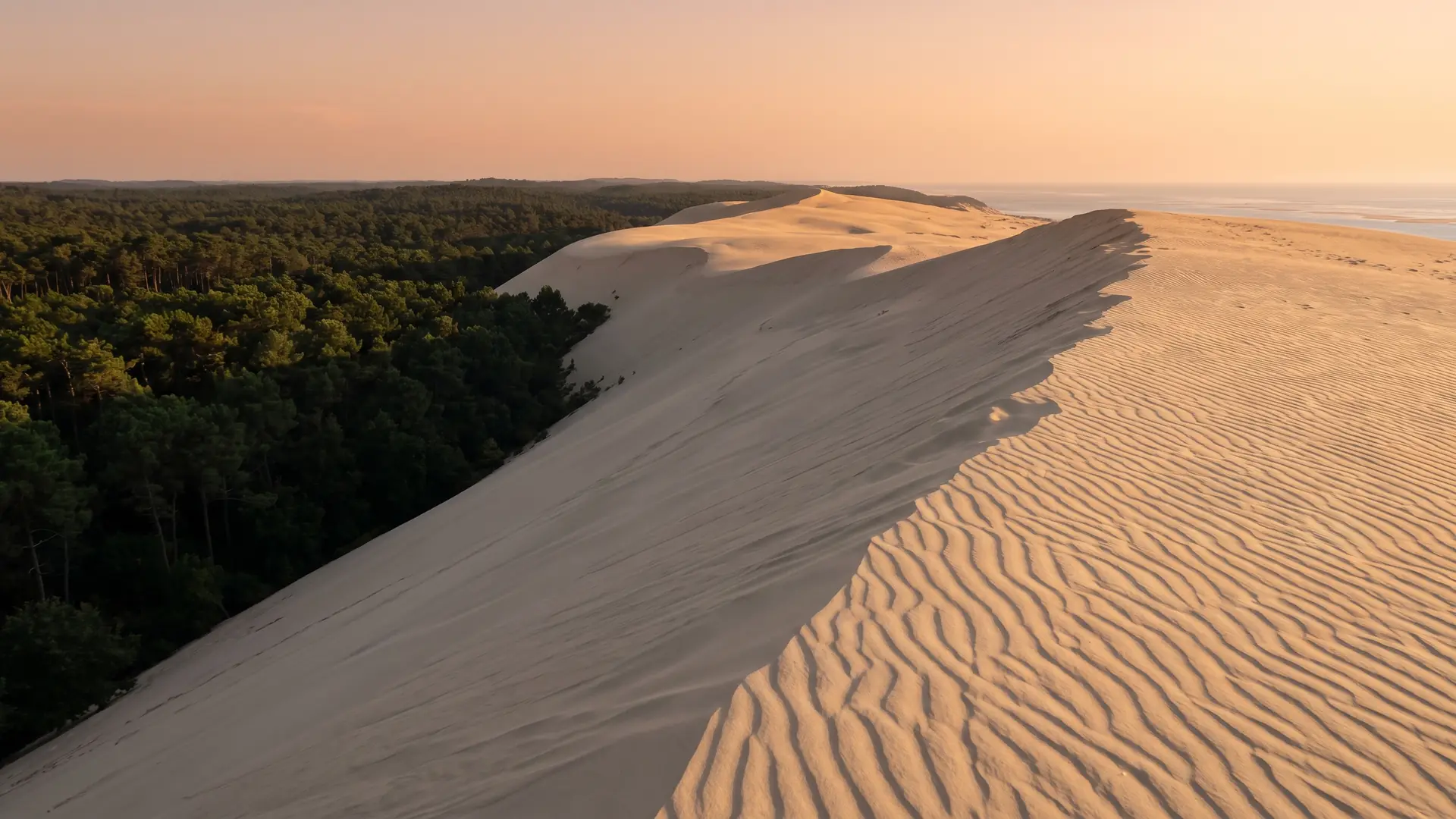 La crête de la Dune du Pilat au-dessus de la forêt de pins et du Bassin d'Arcachon, près du camping Panorama du Pyla