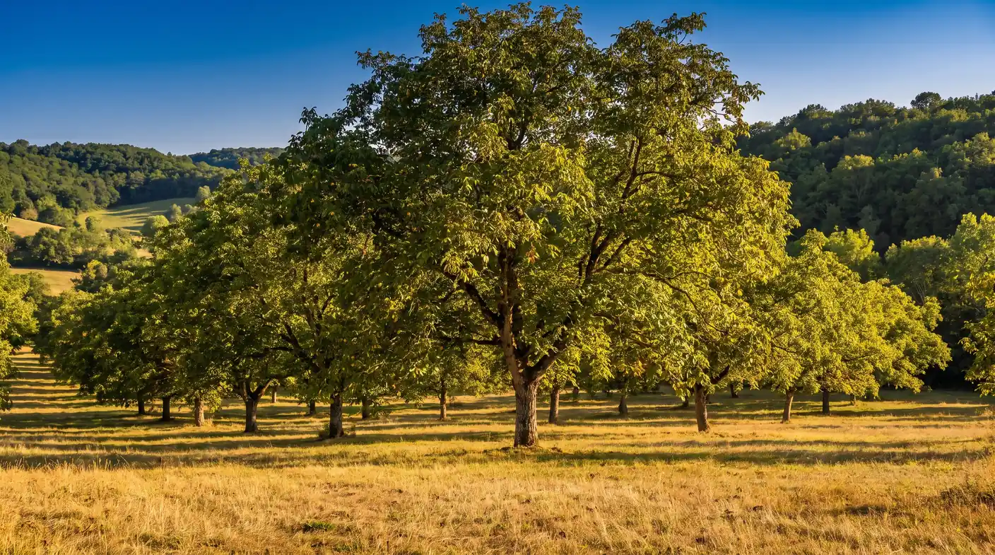 Noyeraie du Périgord noir près du Bugue