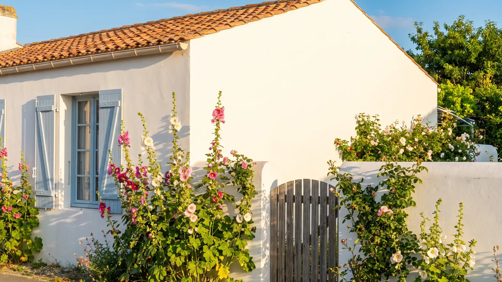 Maison blanche aux volets bleus et roses trémières au Bois-Plage-en-Ré