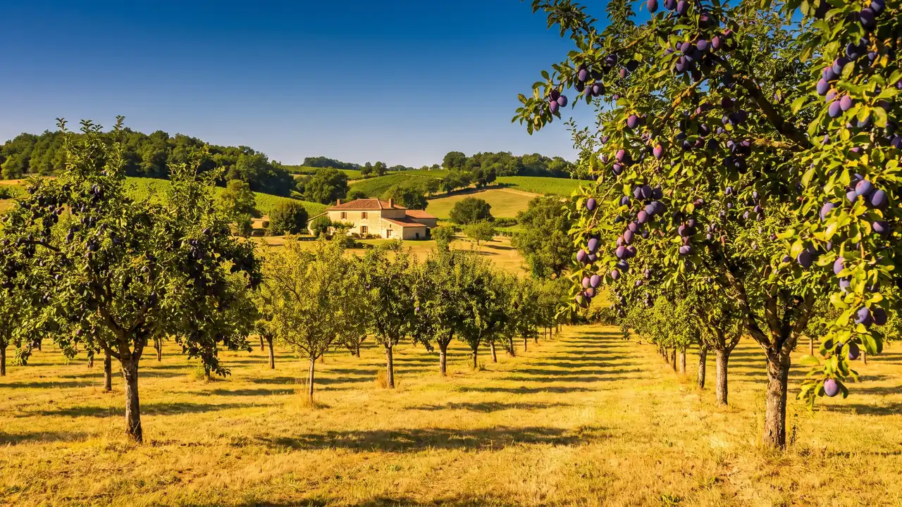 Un verger de pruniers d'Agen dans la campagne du Lot-et-Garonne, près du camping Château de Fonrives