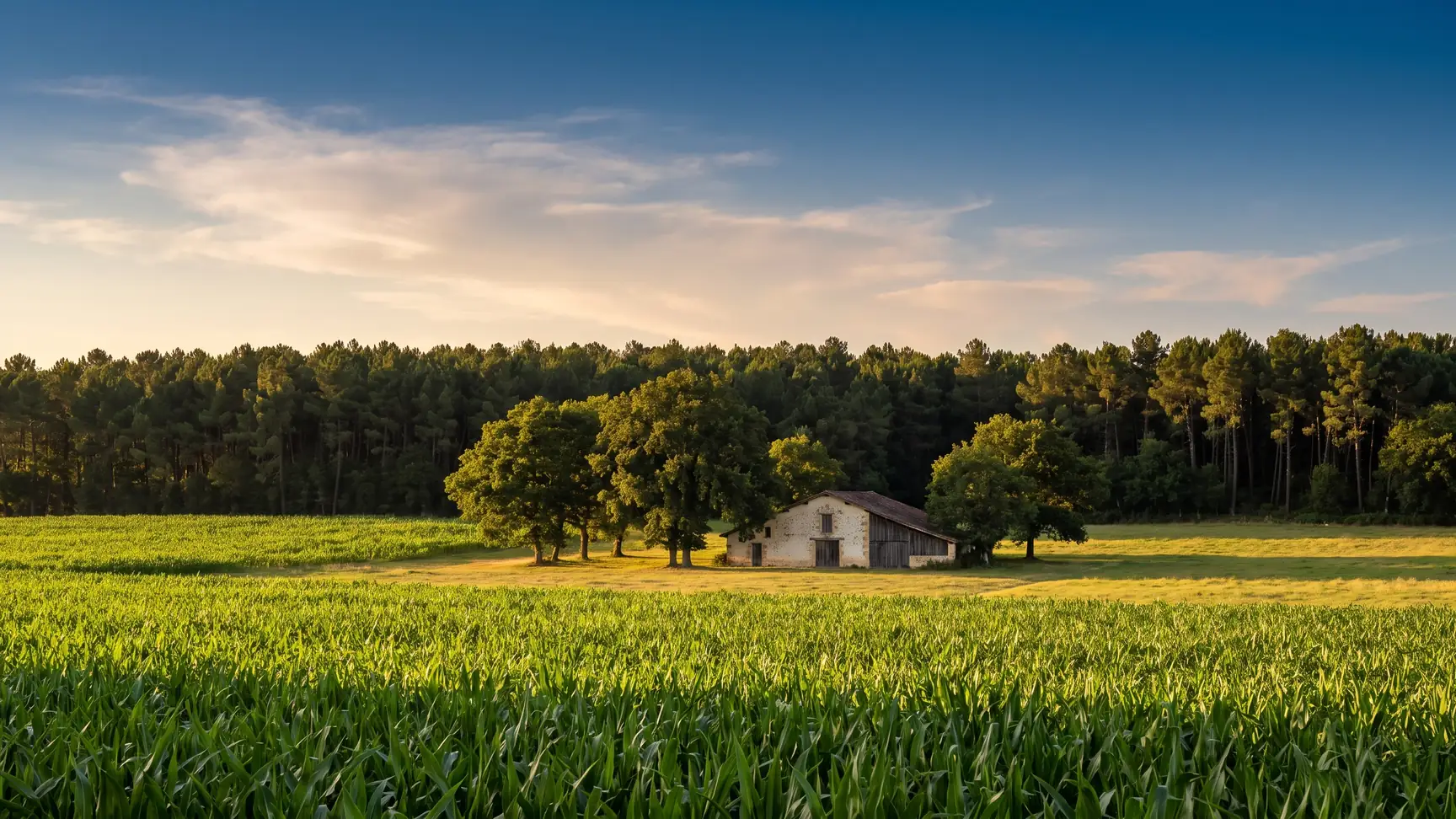 Un champ de maïs vert, une ferme landaise sous les chênes et la muraille sombre de la forêt de pins à l'horizon