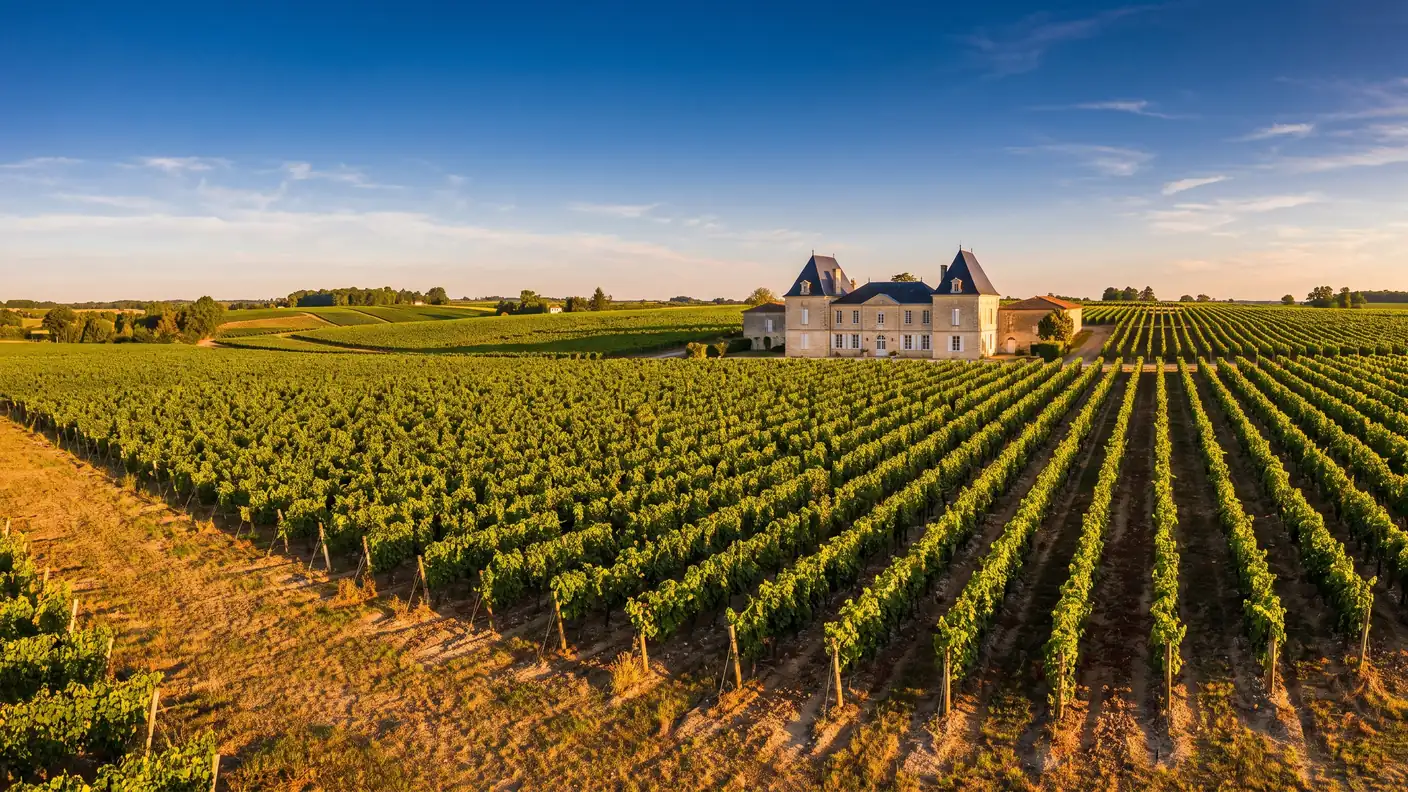 Des rangs de vignes bordelaises sur un plateau calcaire vallonné au-dessus de Castillon, un château viticole, en Gironde