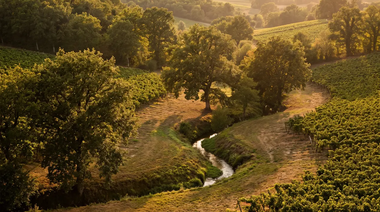 Vallon boisé de l'Entre-deux-Mers avec un ruisseau et des vignes sur les coteaux près de Haux, lumière dorée