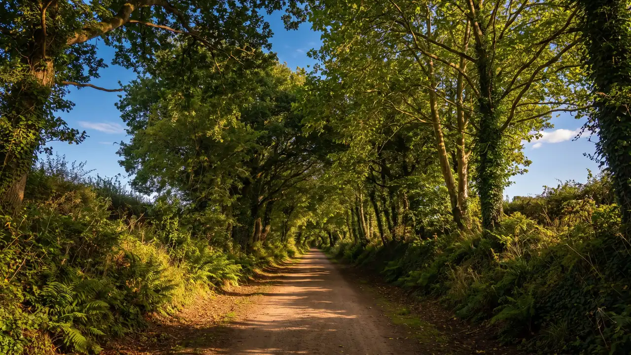 Une voie verte rectiligne sous une voûte d'arbres, lumière dorée tamisée par les feuillages, en Gironde