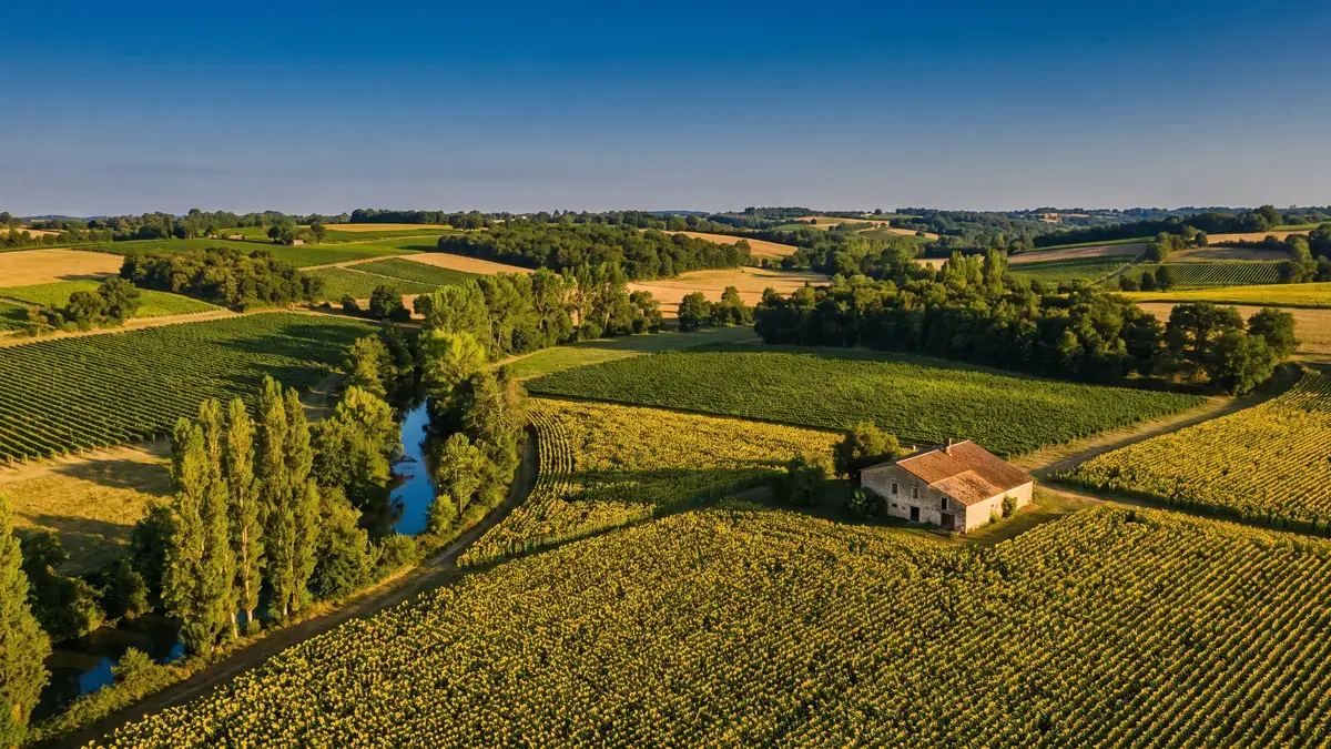 Vignes et tournesols dans la vallée du Dropt près de Duras