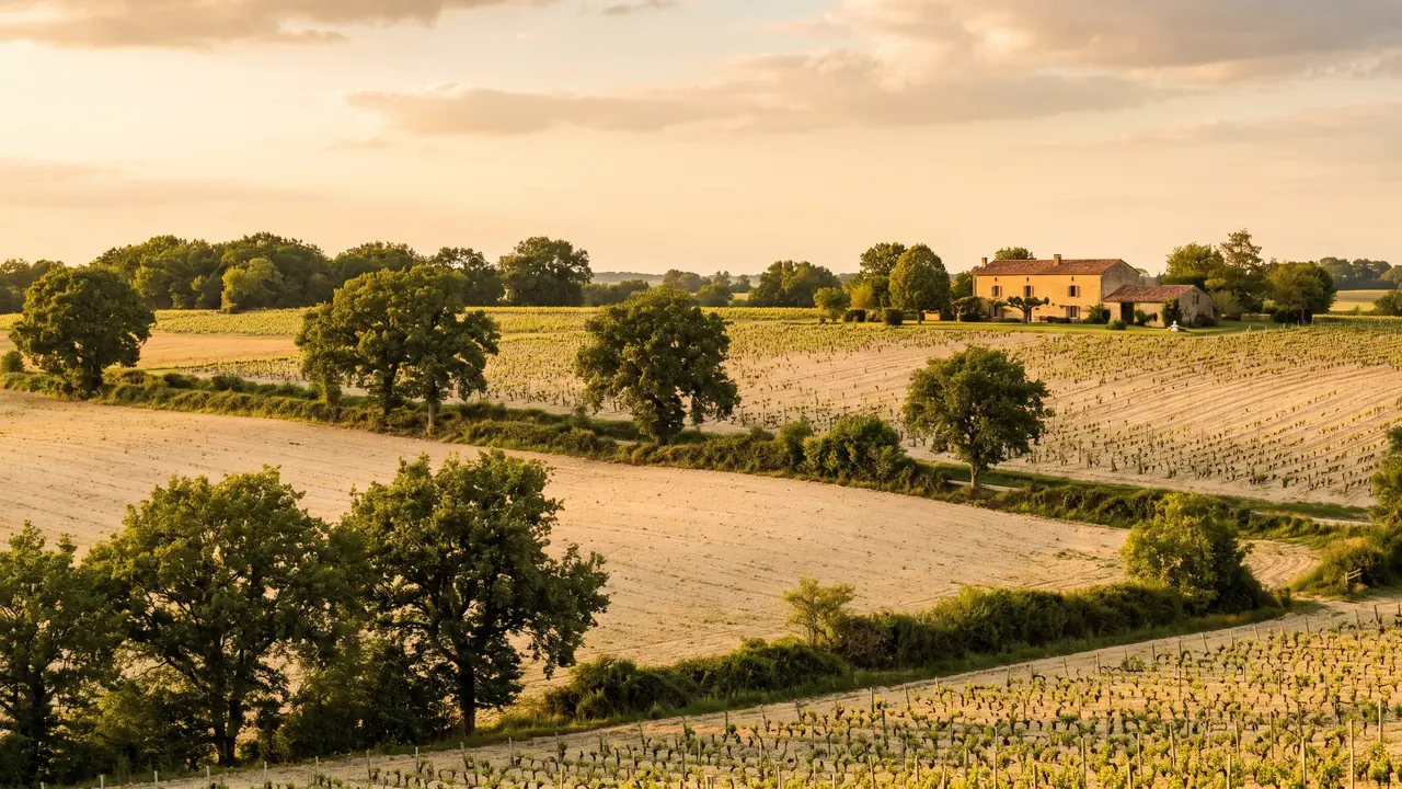 Campagne vallonnée de l'Angoumois près de La Couronne, champs de terre claire et vignes, haies et bosquets sous un ciel doux