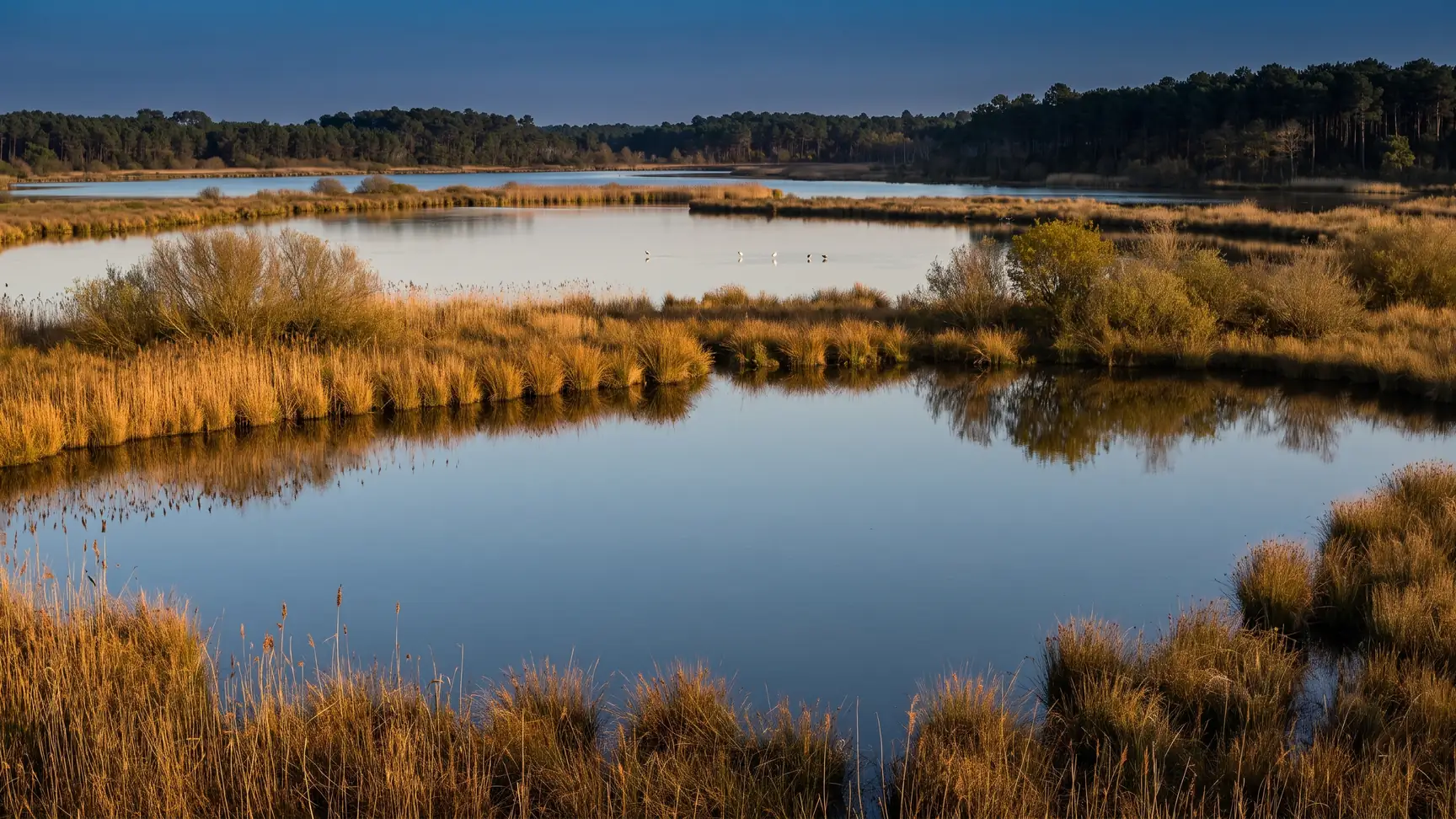 Une réserve de marais, larges lagunes bordées de roseaux et de saules, quelques oiseaux, une pinède sur l'autre rive