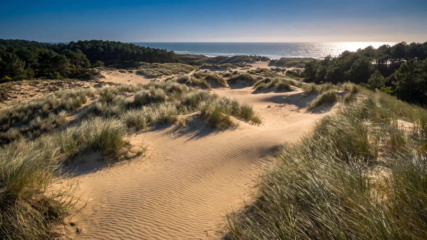 Une dune de sable préservée couverte d'oyats argentés, l'océan scintillant au-delà de la crête, dans les Landes