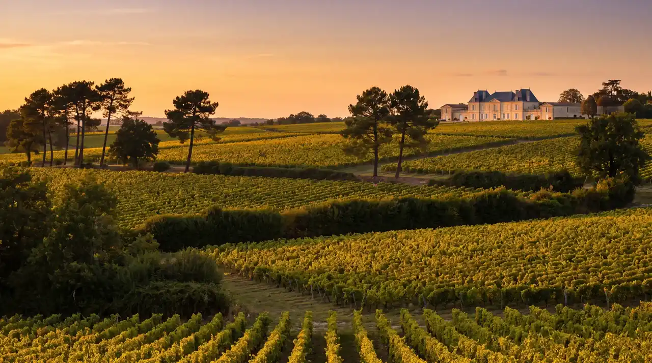 Campagne du Médoc près de Margaux au coucher du soleil, vignes, haies, pins et un domaine de pierre au loin