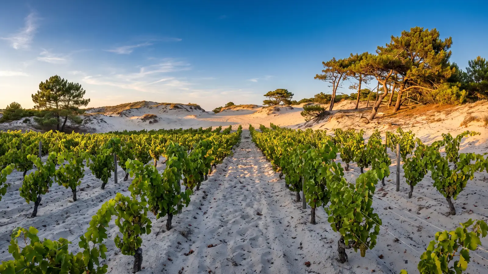 Des rangs de vigne verte plantés directement dans le sable pâle des dunes, pins maritimes à l'horizon