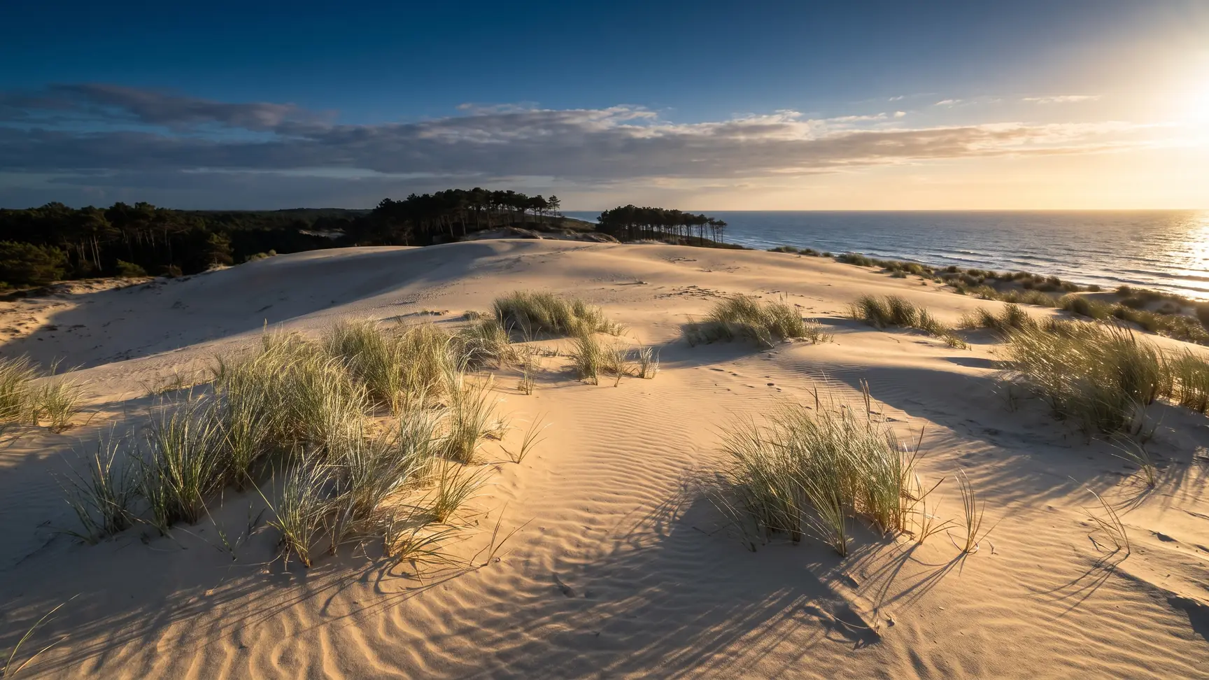 Une dune littorale préservée couverte d'oyats argentés, l'océan scintillant au-delà de la crête, pins maritimes derrière
