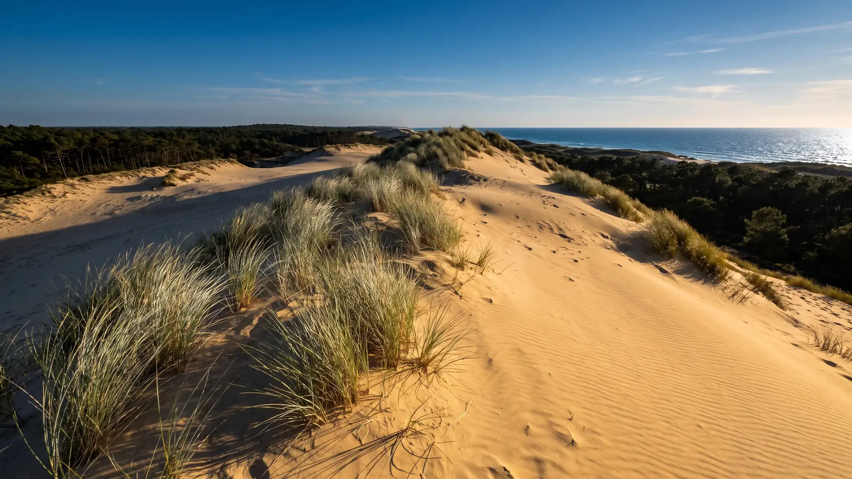 Une dune littorale préservée couverte d'oyats, l'océan scintillant au-delà de la crête, pins maritimes derrière
