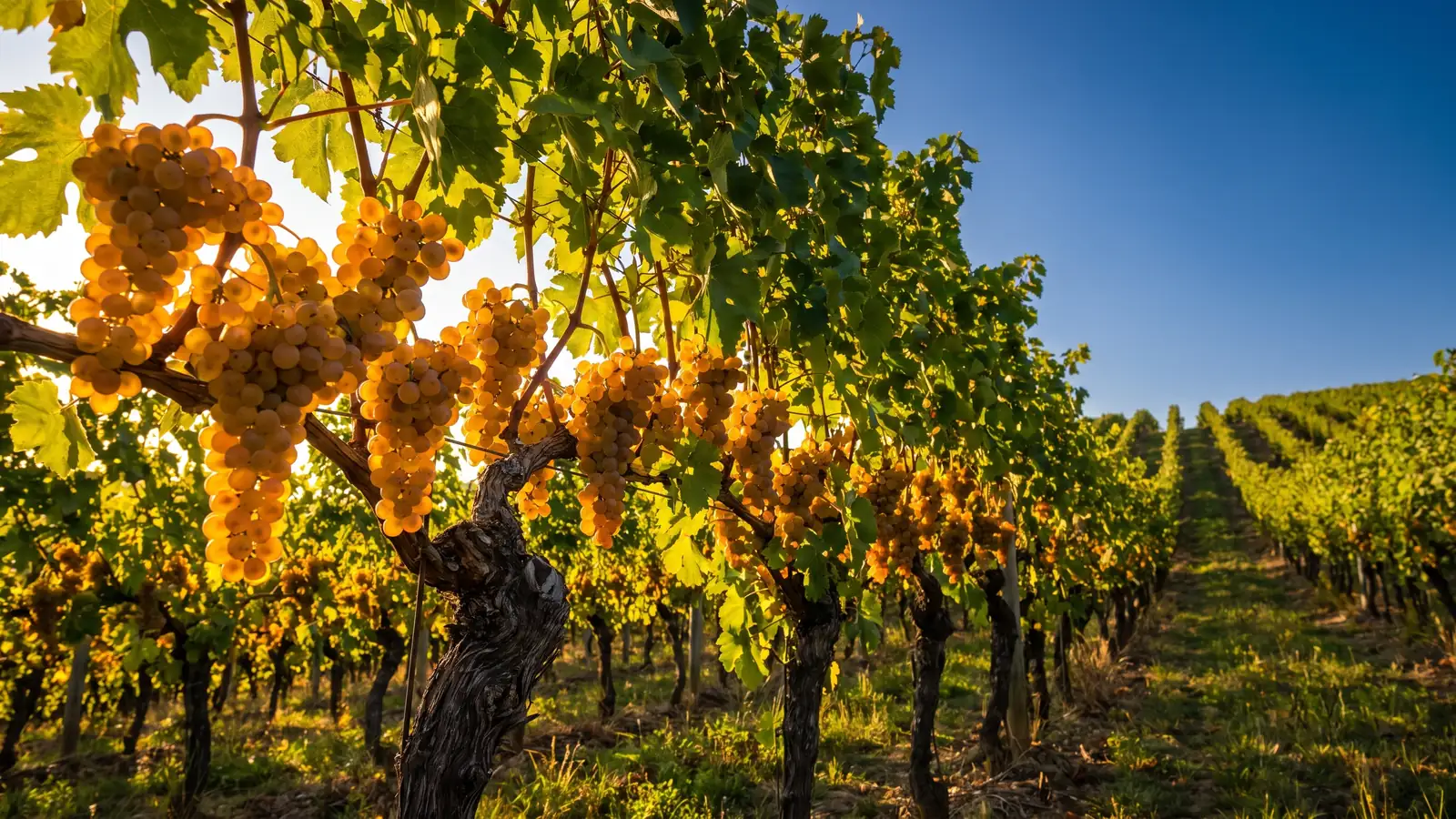 Grappes dorées de chasselas de Moissac dans les vignes du Quercy