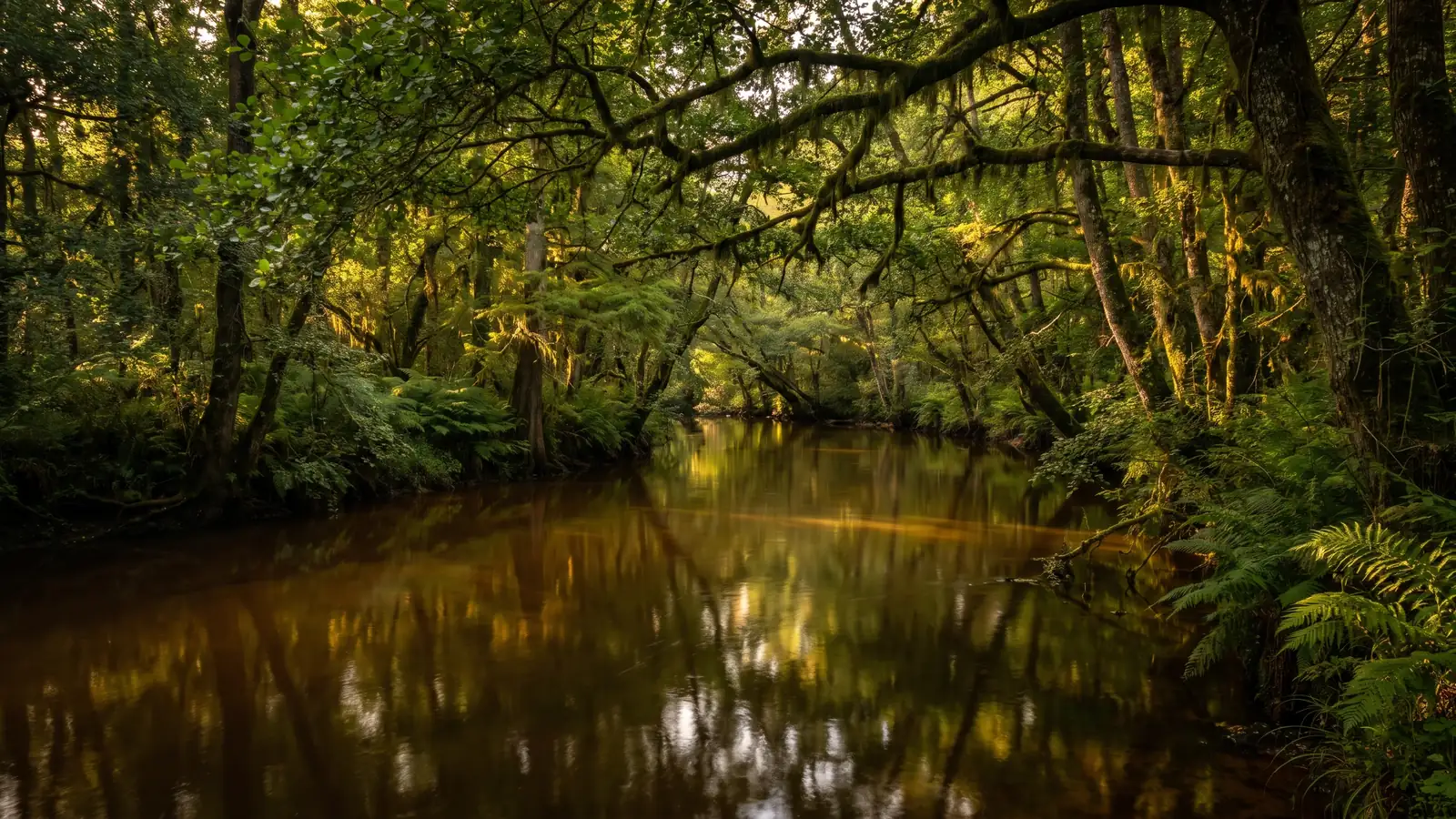 Une rivière sauvage aux eaux sombres sous un tunnel de verdure luxuriante, fougères royales et troncs moussus