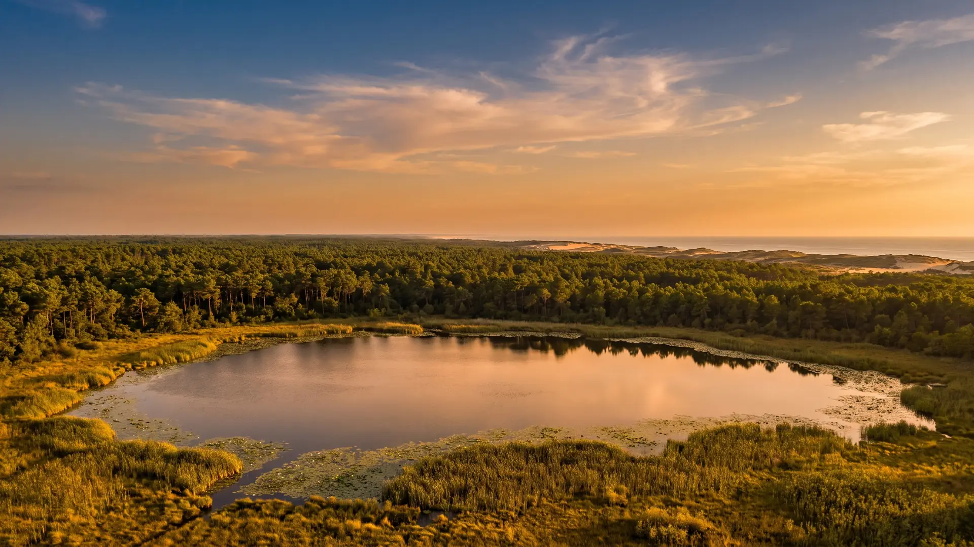 Un grand étang bordé de roseaux, la forêt de pins landaise s'étirant vers les dunes et l'océan au loin