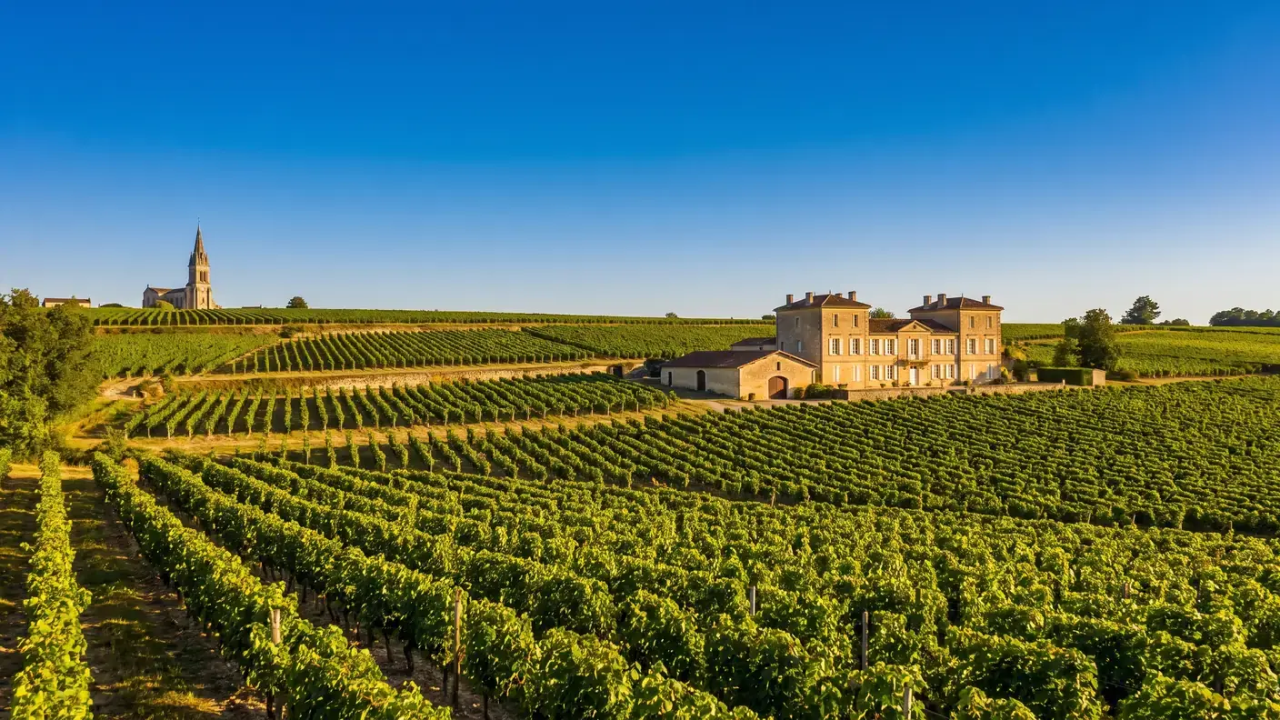 Rangs de merlot sur le plateau argilo-calcaire de Montagne-Saint-Émilion