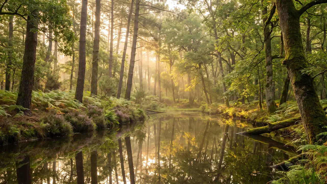 Une forêt de pins maritimes, de chênes et de châtaigniers autour d'un étang forestier en Charente-Maritime