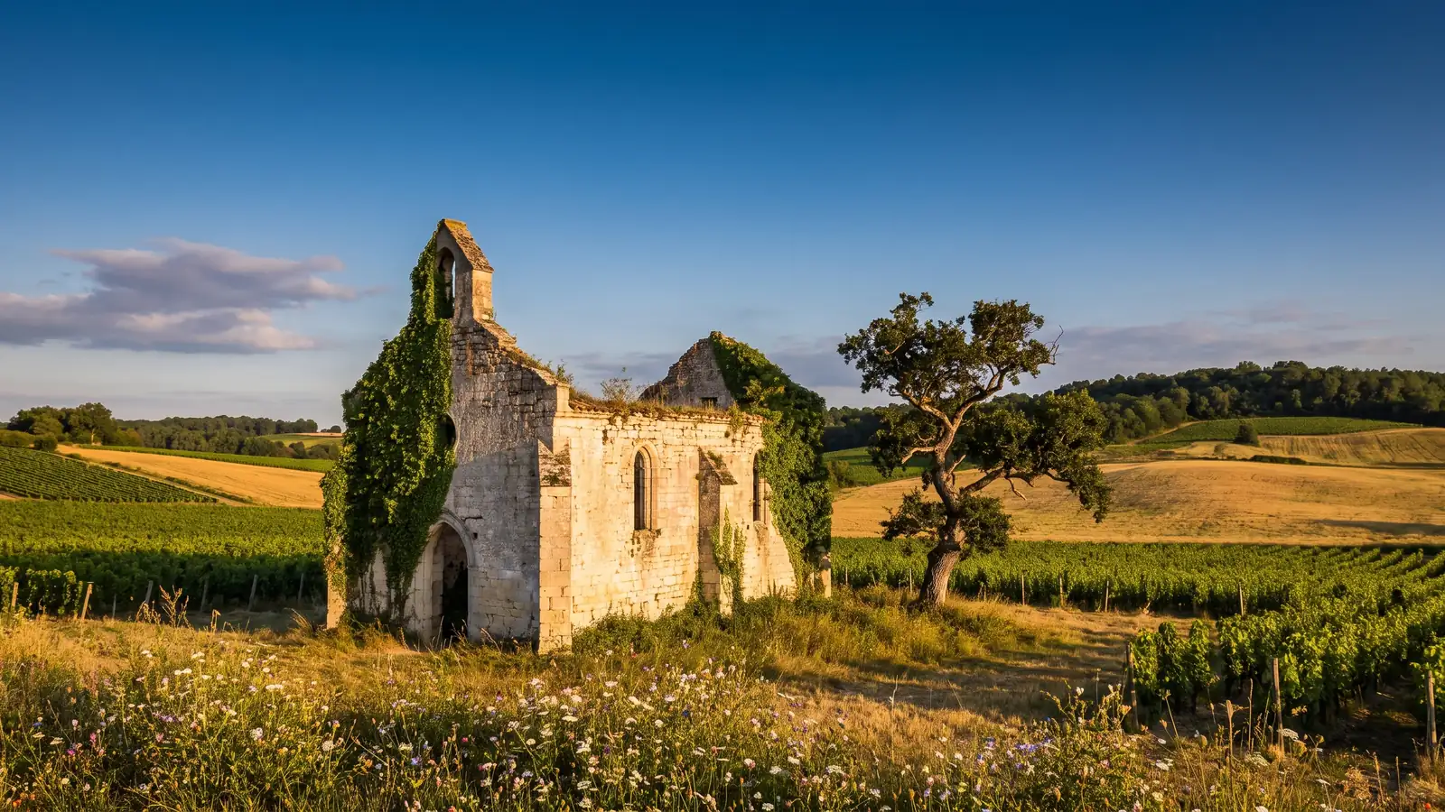 Les ruines d'une chapelle médiévale parmi les champs et les vignes, murs à ciel ouvert envahis de lierre, au couchant
