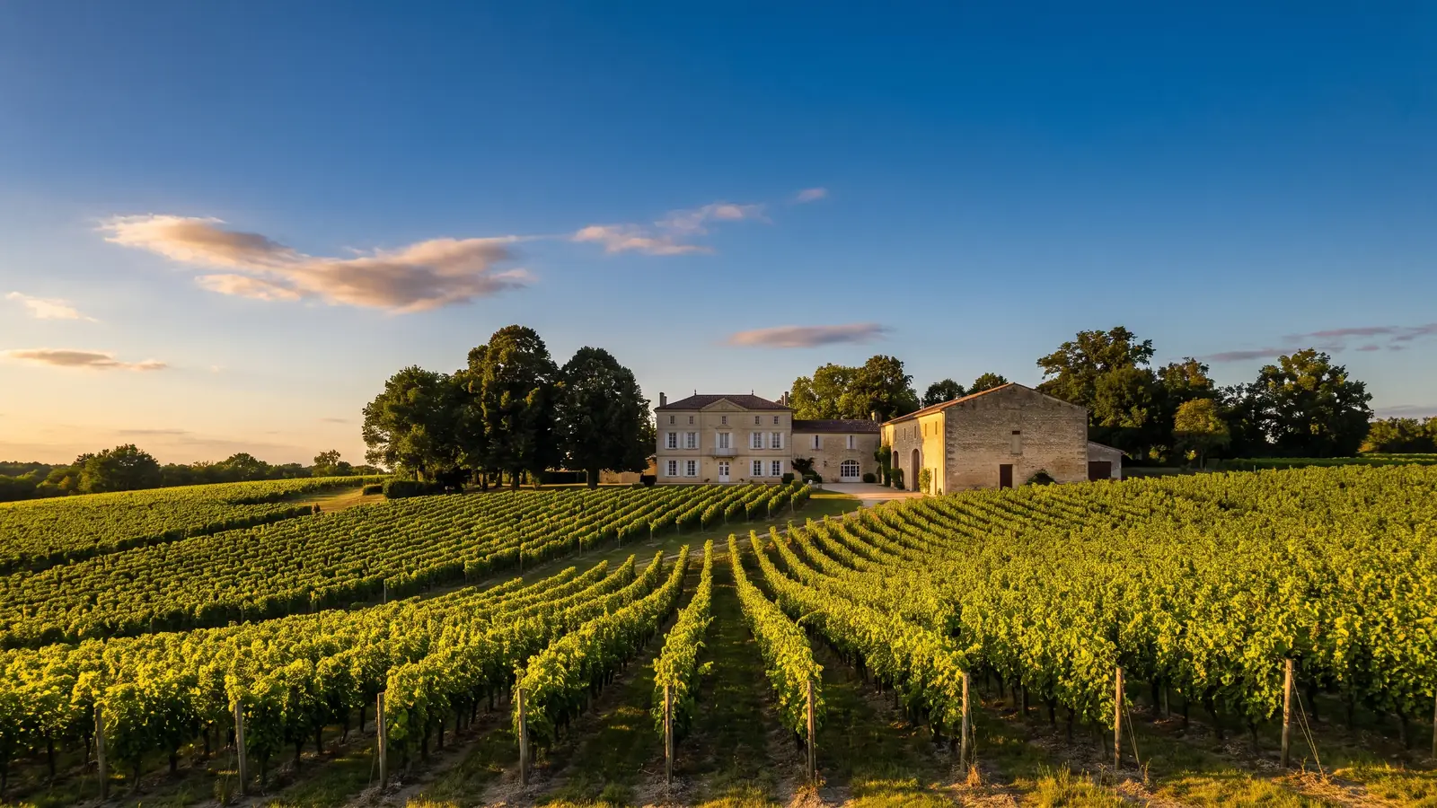 Des vignes de Bordeaux convergeant vers un château et son chai de pierre claire, sur des coteaux, en fin d'été