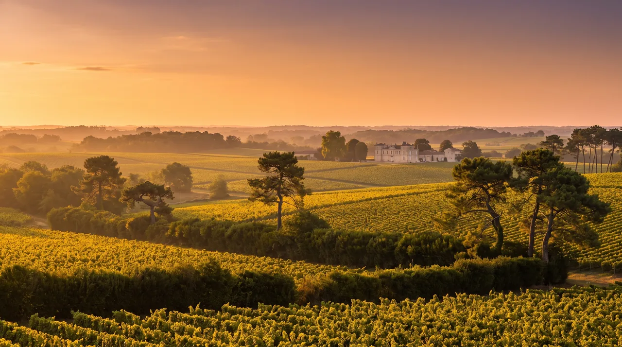 Campagne du Médoc près de Moulis au coucher du soleil, vignes, haies, pins maritimes et un domaine au loin