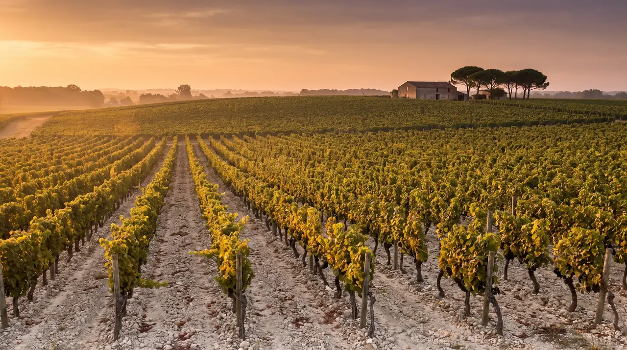 Croupe de graves couverte de vignes dans le Médoc à Moulis au soleil couchant, sol caillouteux clair entre les rangs