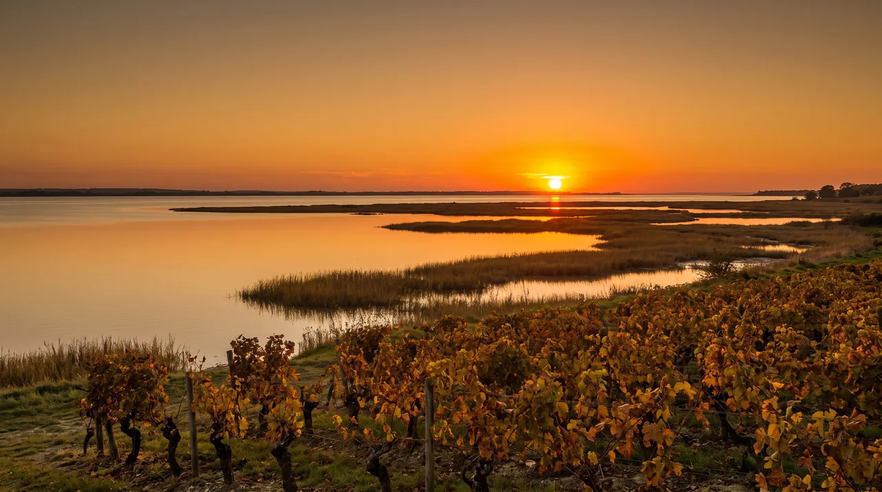 Coucher de soleil orangé sur l'estuaire de la Gironde vu d'une rive de vignes à Pauillac, eau calme et roseaux