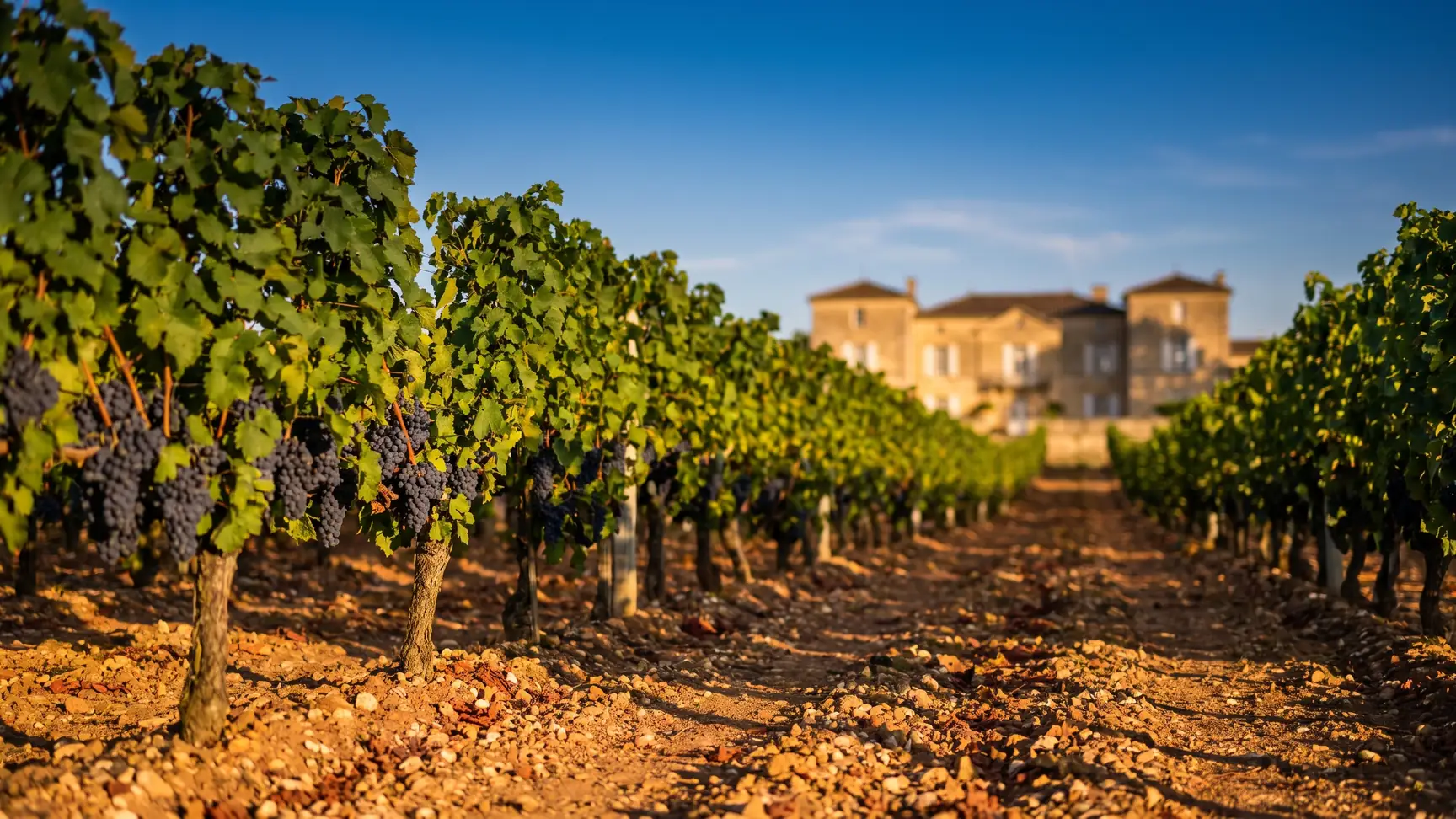 Rangs de merlot sur le sol argilo-graveleux de Pomerol