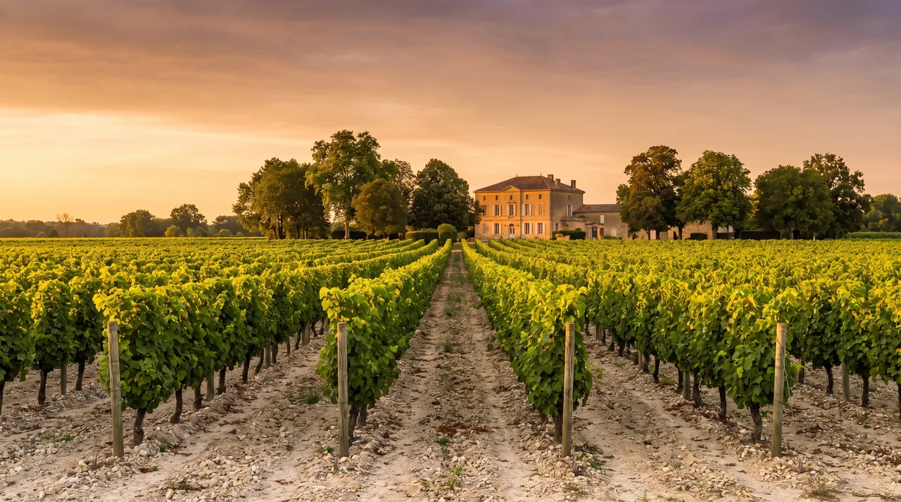 Rangs de vignes sur un sol de graves clair près de Portets au soleil couchant, manoir de pierre au loin