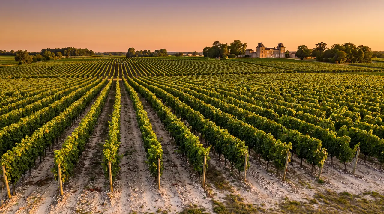 Rangs de vignes sur un sol de graves clair à Saint-Estèphe au soleil couchant, château de pierre et bois au loin