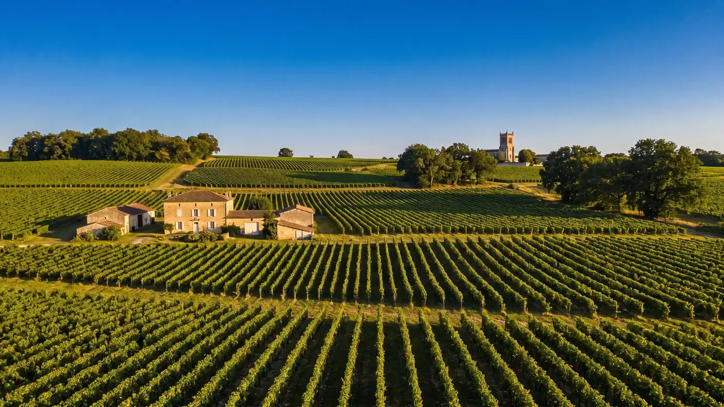 Des vignes de cognac en rangs réguliers sur des collines vallonnées de Charente-Maritime, un corps de ferme en pierre