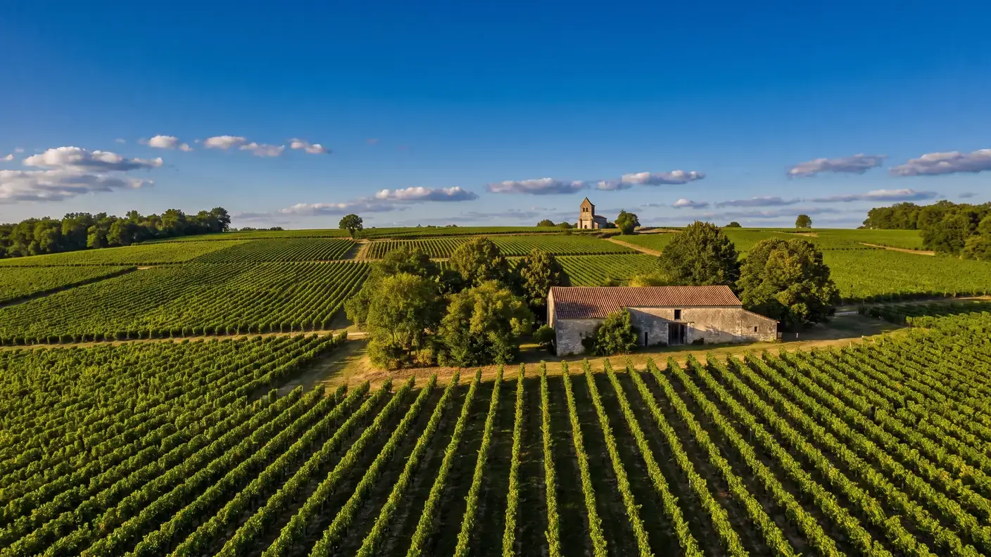 Des rangs de vignes de cognac sur des coteaux calcaires de Charente-Maritime, un petit chai en pierre