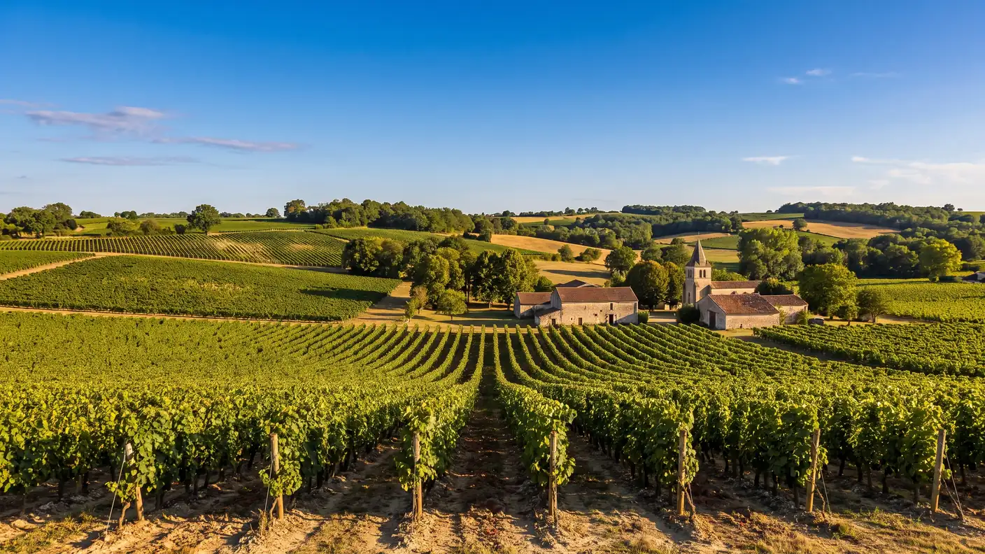 Des rangs de vignes de cognac sur des coteaux calcaires de Charente-Maritime, un petit chai en pierre