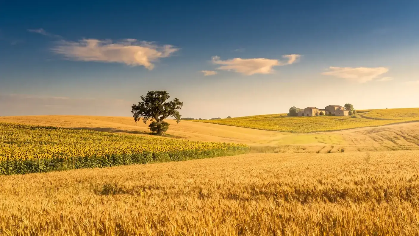 Un champ de blé mûr au premier plan et une bande de tournesols, un chêne isolé et une ferme en pierre au loin