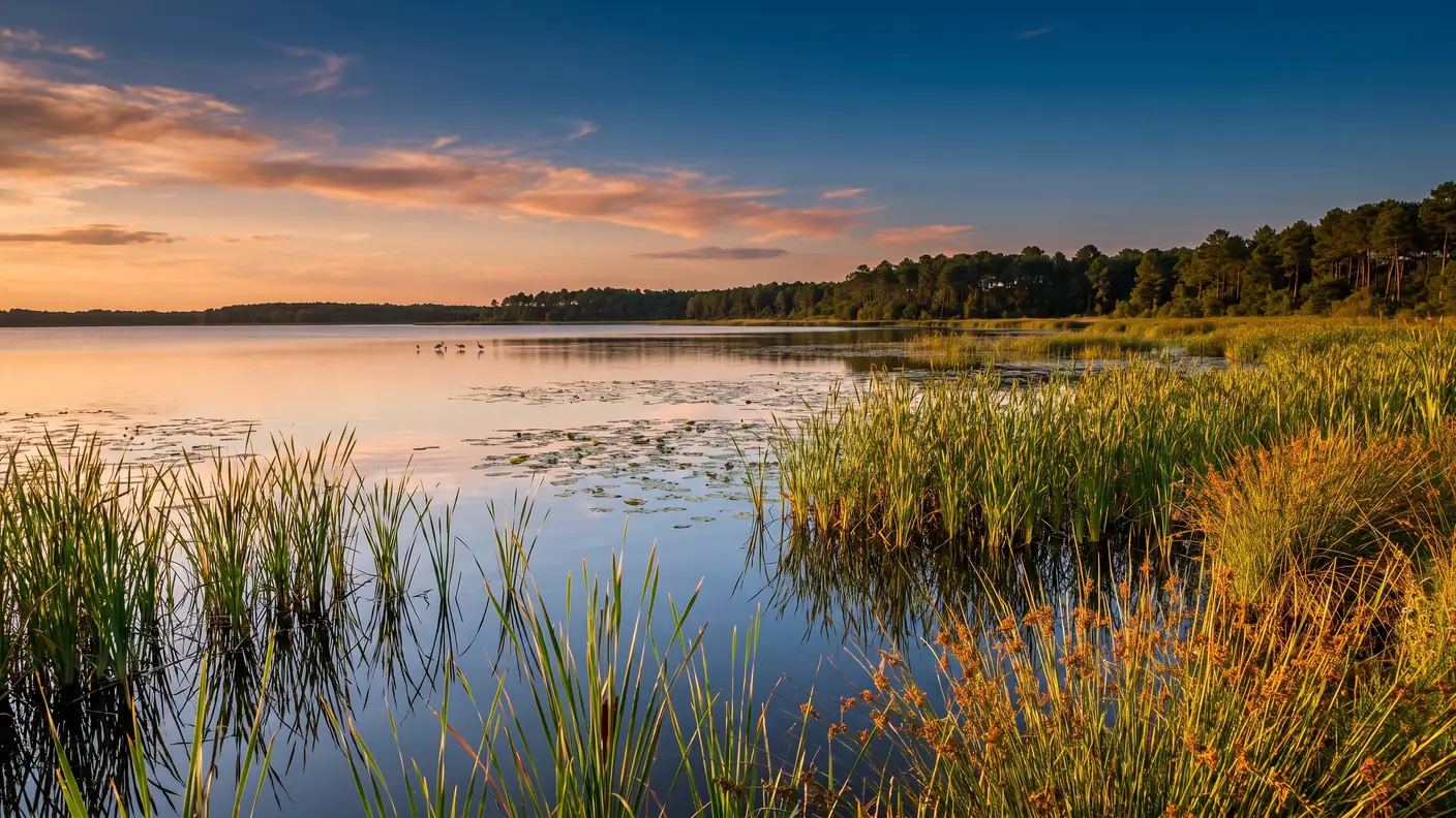 Les roselières de la rive du grand lac reflétées dans une eau calme, quelques échassiers au loin, pins sur l'autre rive