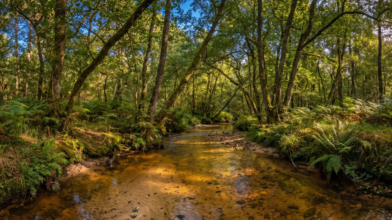 Un petit ruisseau limpide aux eaux ambrées coulant sous une galerie d'aulnes et de fougères dans la forêt landaise