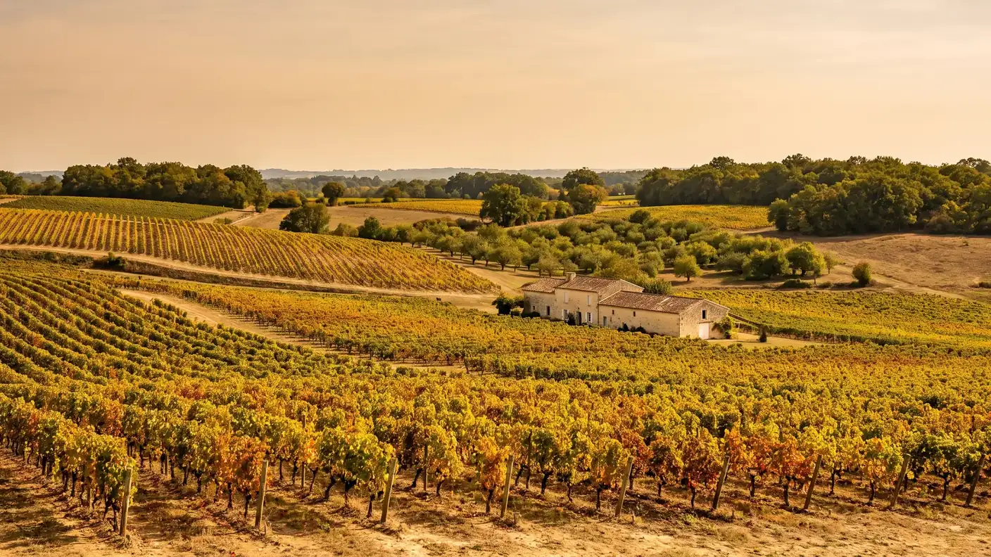 Vignes du Bergeracois autour de Serres-et-Montguyard en automne