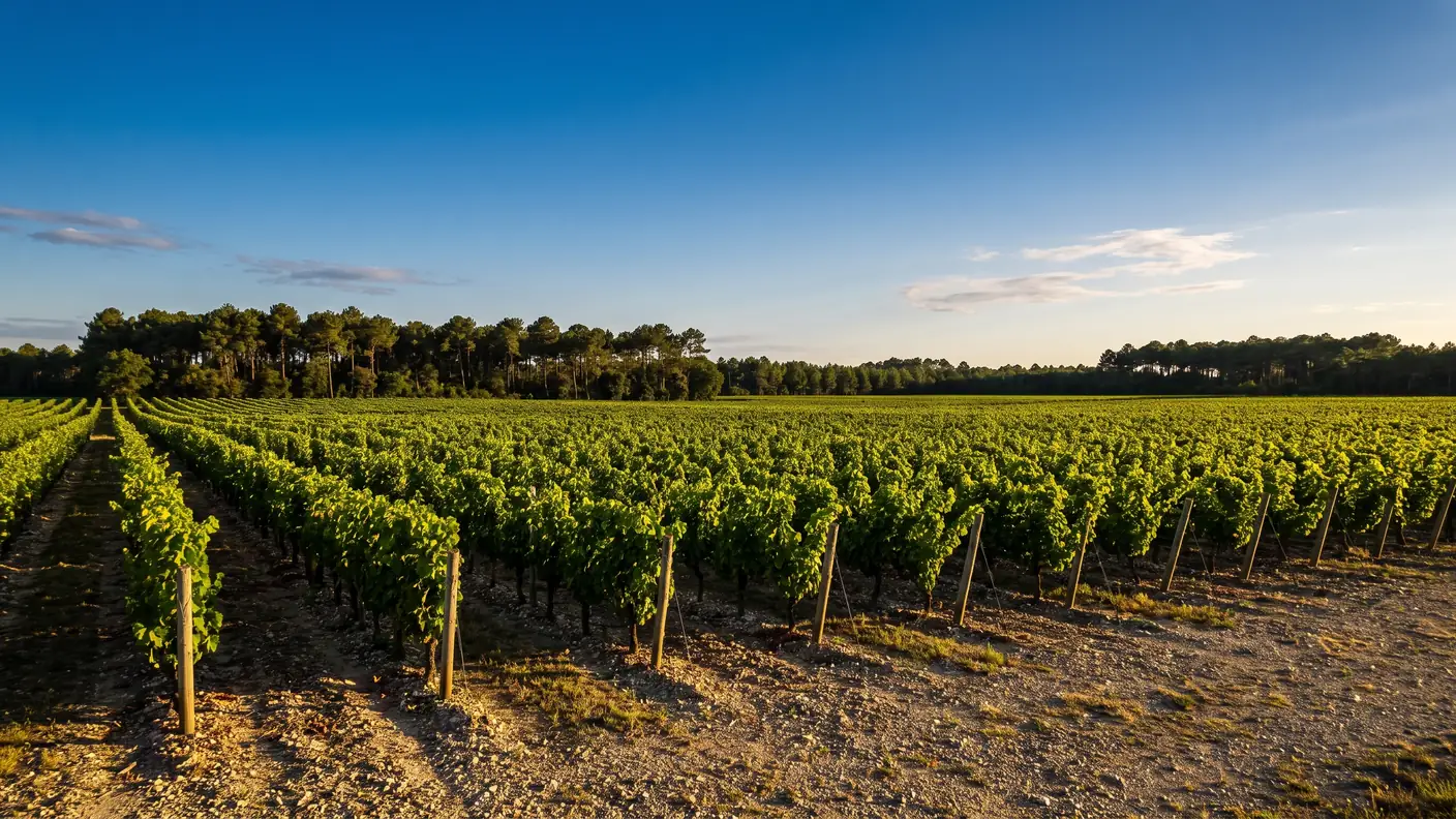 Des rangs de vigne verte du Médoc sur sol de graves, la lisière sombre de la forêt de pins fermant l'horizon