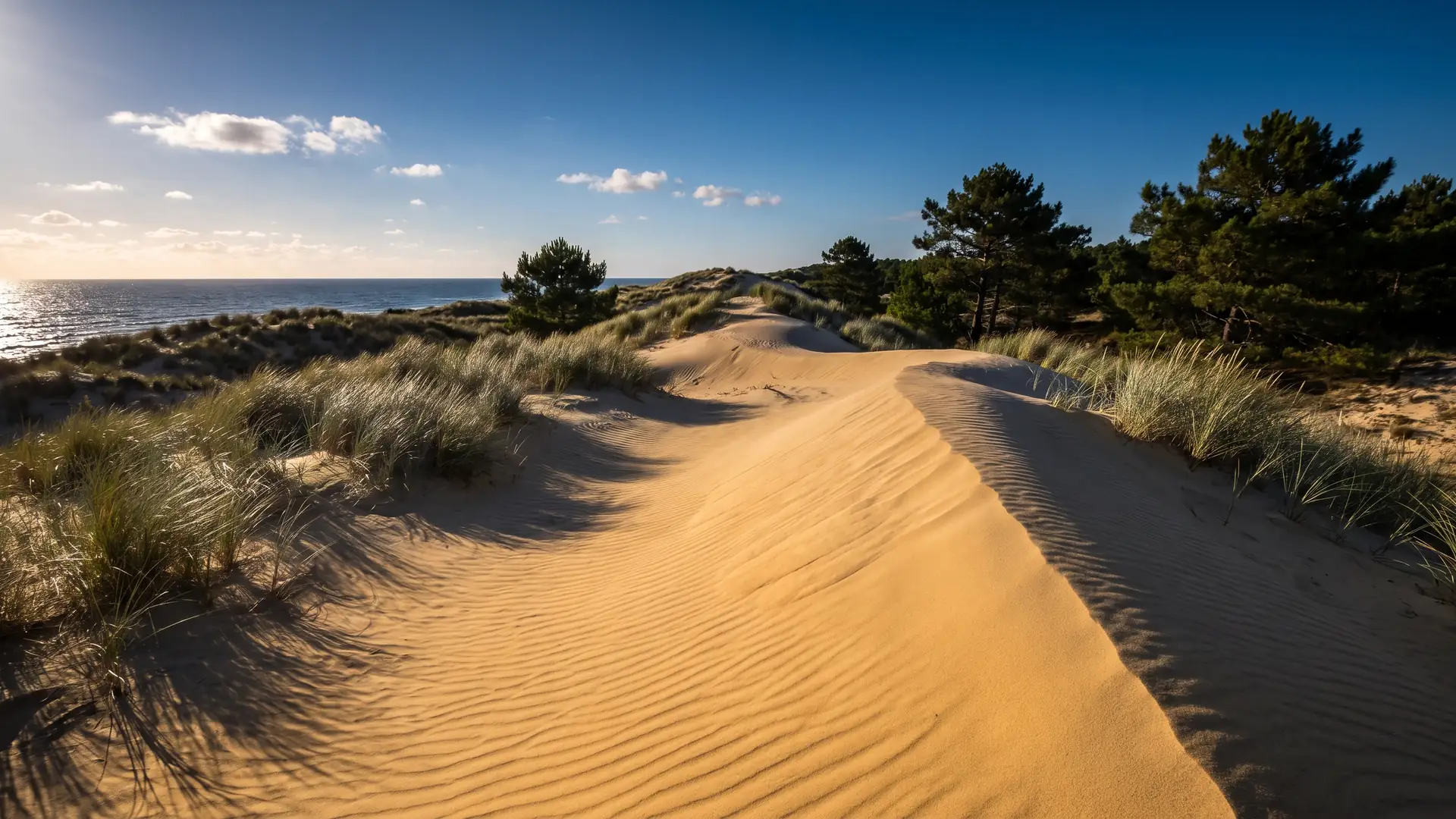 Une dune médocaine préservée couverte d'oyats, l'océan scintillant au-delà de la crête, pins maritimes derrière