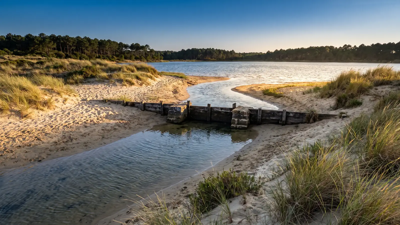 Un chenal d'eau claire reliant l'océan à un lac côtier calme, petit barrage de bois et de pierre, berges de sable et d'oyats