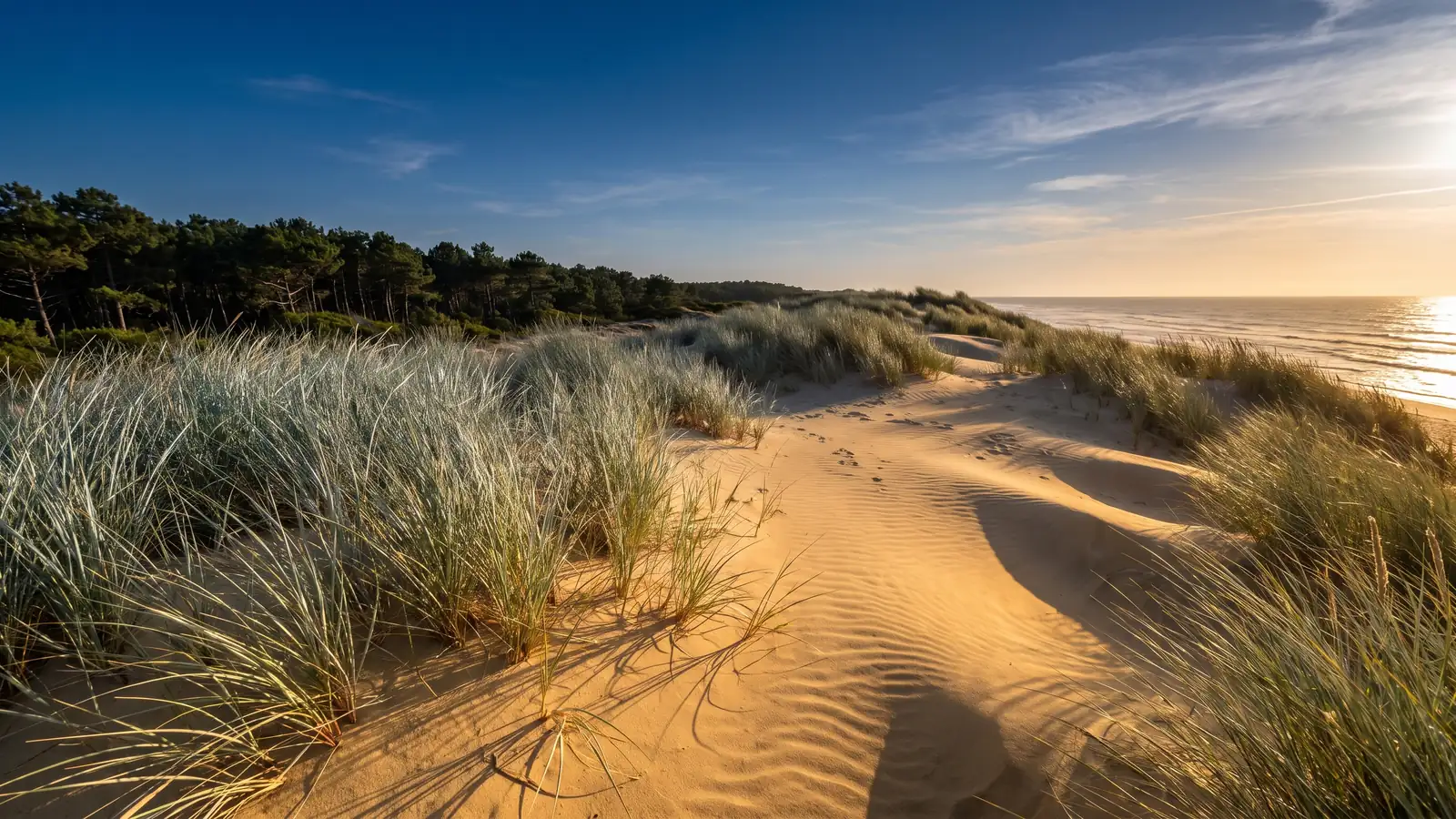 Une dune littorale préservée couverte d'oyats, l'océan scintillant au-delà de la crête, pins maritimes derrière
